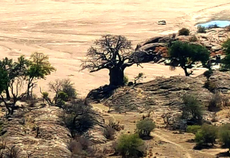 Baobab tree