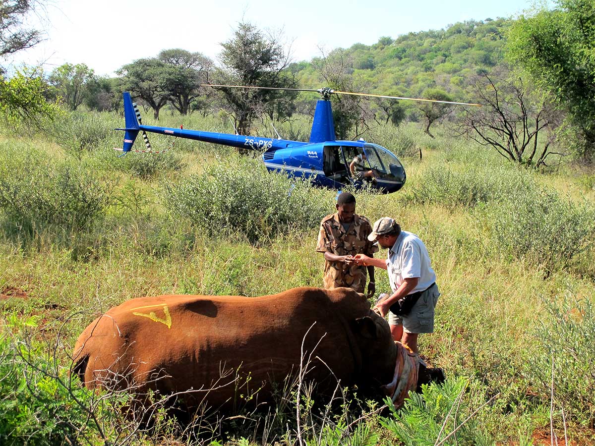 Operation Meteorite and Rewilding Southern Africa