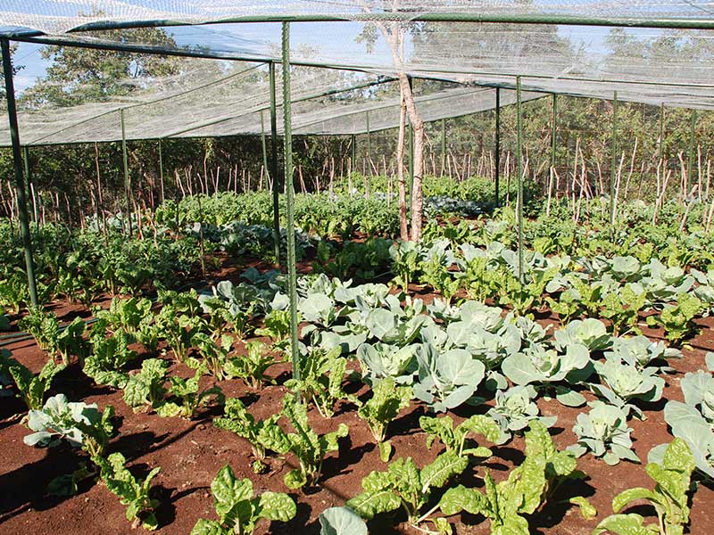 Vegetable Garden