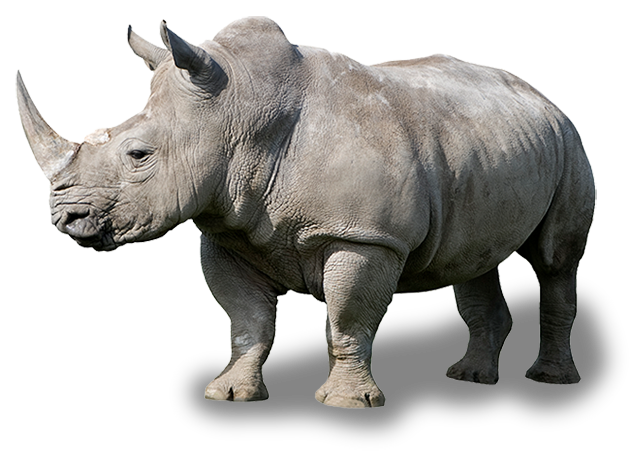 rhinoceros